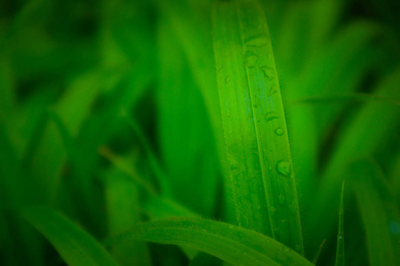 湿五颜六色的绿草与雨滴。图片描绘新鲜的草甸草与露滴。宏视图, 关闭