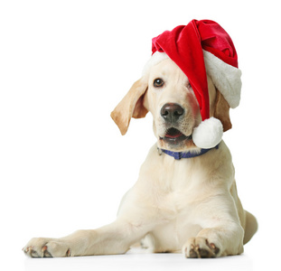 美丽的拉布拉多犬，在圣诞老人的帽子