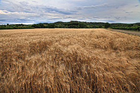 法国南部普罗旺斯夏季景观麦田。 文件