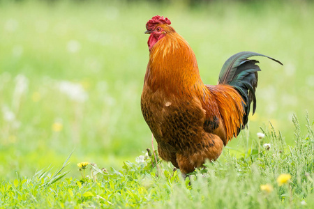 美丽的红色公鸡在绿色草, 质朴自然在农场