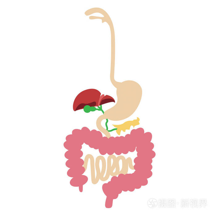 人体消化系统矢量
