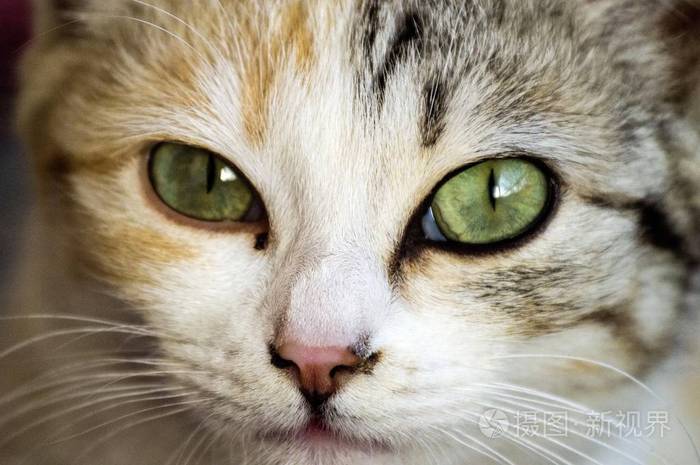 猫的图片最美丽猫看起来最美猫眼睛, 明信片, 猫头, 眼睛