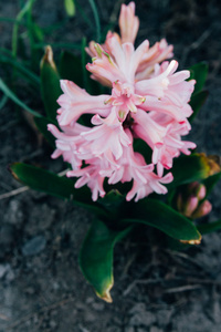 春天的花园里有鲜艳的粉红色花风信子。粉红色的风信子。在花园里生长着一丛粉红色的风信子在地上