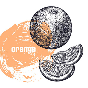 橙。柑橘果实在白色背景下分离的逼真矢量图解。手绘素描。包装的健康和美容天然产品的设计。复古黑白雕刻