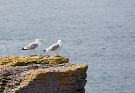 两个岩石上栖息的海鸥