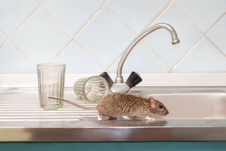 特写小鼠 褐 偷吃在厨房的水槽上, 两个面眼镜的背景。在公寓里和啮齿动物打架。灭绝照片