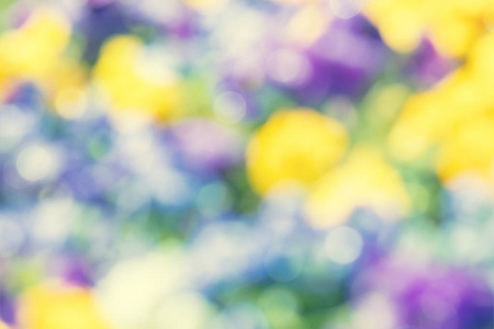 在花园里, 不专心的模糊开花的紫罗兰花。自然弹簧背景