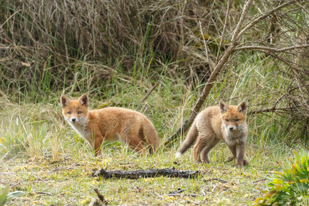 红狐狸家族图片