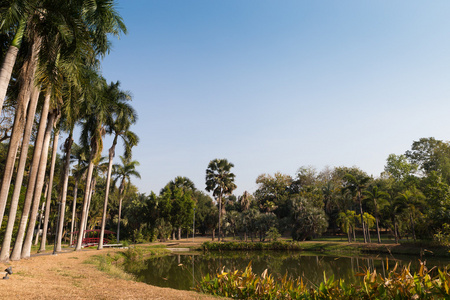 在公园池塘旁边高大的棕榈树