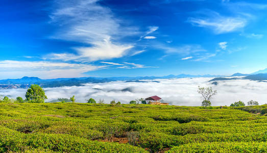 在美丽的山谷下面薄雾的高地种植的早晨的风景在茶的山坡上