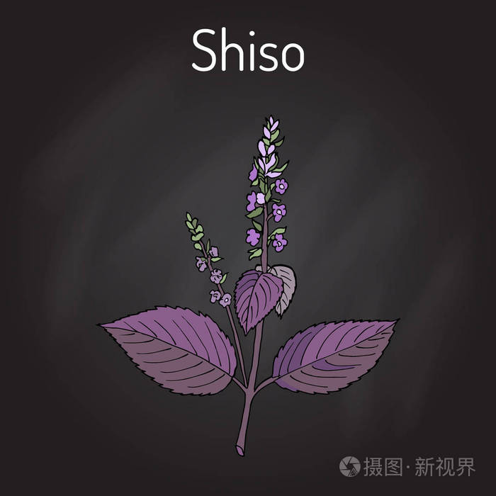 紫苏紫苏, 香料和药用植物