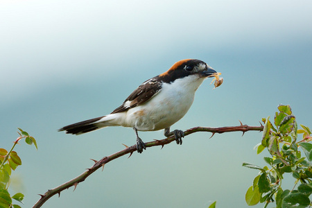 woodchat 伯劳鸟栖息在树枝上