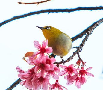 樱花鸟白眼鸟