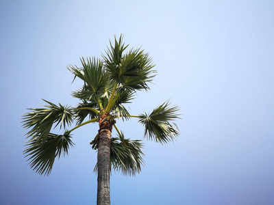 泰国美丽的天空和棕榈树背景