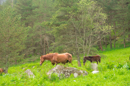 一匹马擦伤的棕色马, 上面有一个绿色草地上的黑色小马驹, 在阳光明媚的日子里, 对着松树林的背景。
