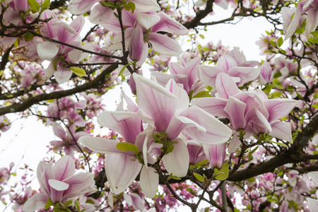 美丽的春天的花朵户外木兰白色粉红色