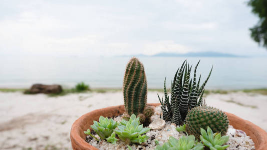 热带海和海滩背景下各种仙人掌和小肉质植物的收集