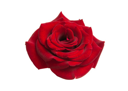 红色美丽的玫瑰被隔离在白色背景上
