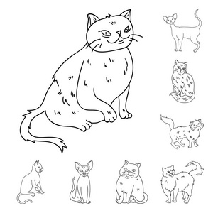 猫的品种大纲集合中的图标设计。宠物猫矢量符号股票网页插图