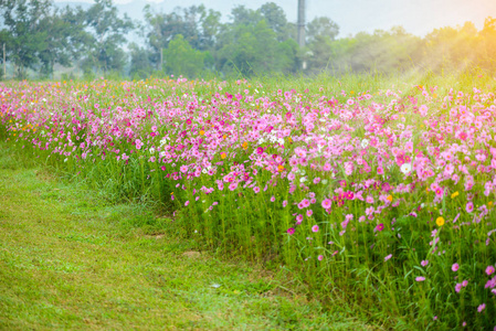 波斯菊花海盛开