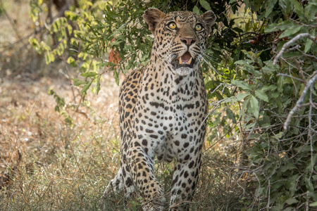 查找在克鲁格国家公园南非豹