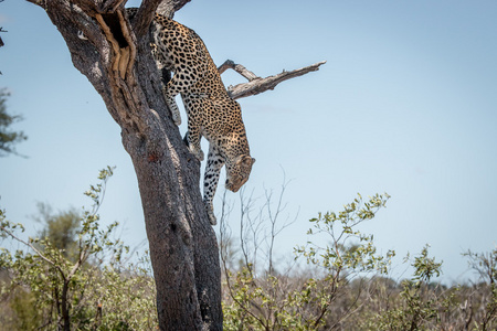 在一棵树在克鲁格国家公园南非豹