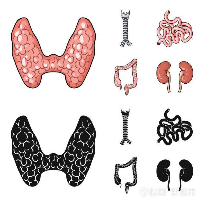甲状腺, 脊柱, 小肠, 大肠.人体器官集合图标在卡通