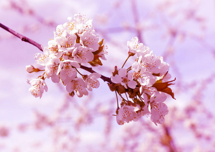 樱桃树的春天盛开分支