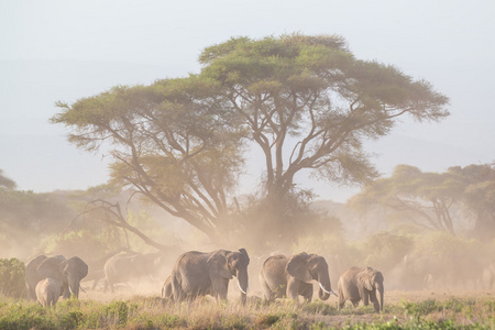 在乞力马扎罗山，安博塞利，肯尼亚大象