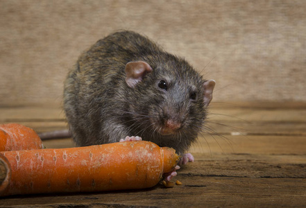 木桌上的老鼠和胡萝卜