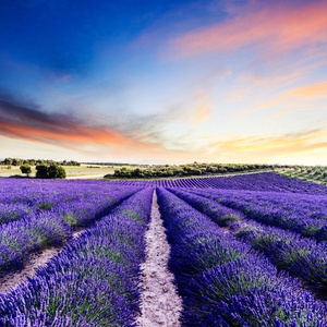 薰衣草花田夏天日落景观附近 Valensole