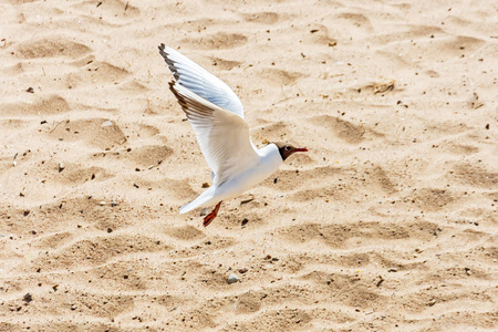 飞越海湾沙滩的海鸥