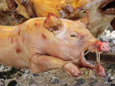 猪绑在一根棍子上, 用张开的眼睛和嘴巴在吐唾沫上烤