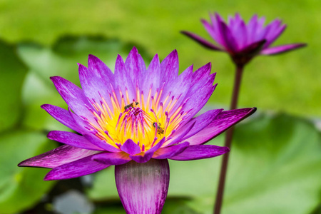 紫莲花在池塘中