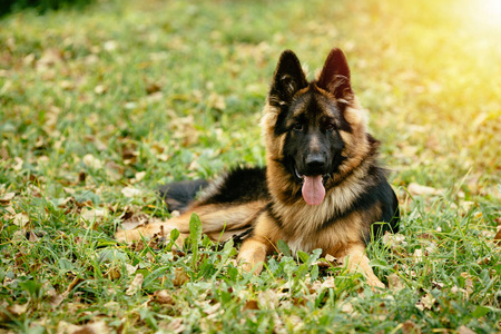 狗躺在公园的草地上的德国牧羊犬