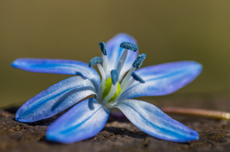 蓝色的花雪莲