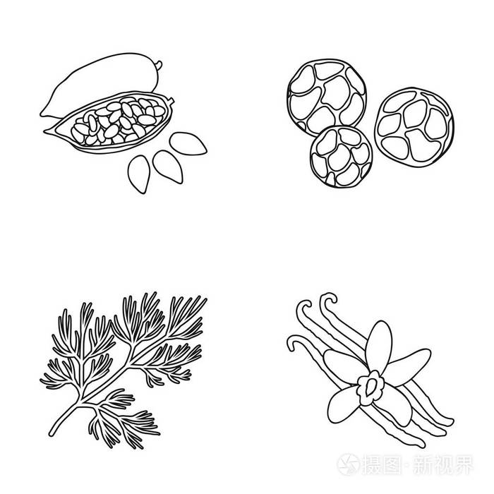 摄图新视界 插画 饮食 炒可可豆 莳萝 黑胡椒 香草.