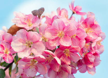 日本樱花, 樱花, 花枝上的自然背景。美丽的春天细腻和柔情的概念背景