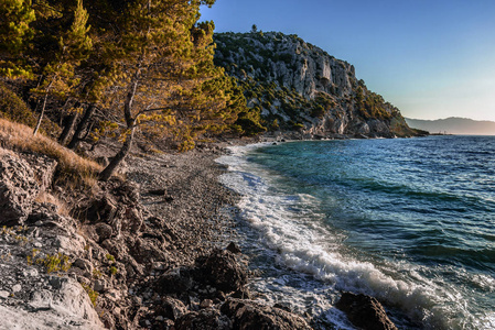 松树在蔚蓝的大海的岸边。克罗地亚