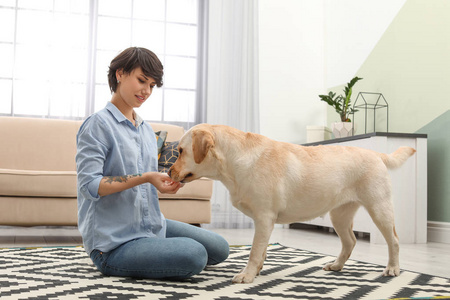 可爱的黄色拉布拉多猎犬与主人在家里