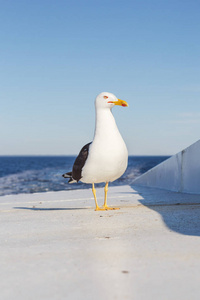 海鸥在船在海