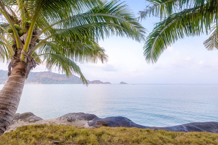 在早晨棕榈树和热带岛屿上海滩