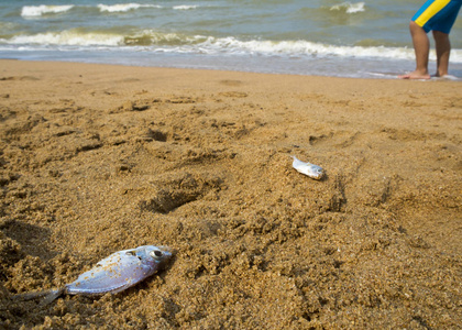 沙滩上的死鱼