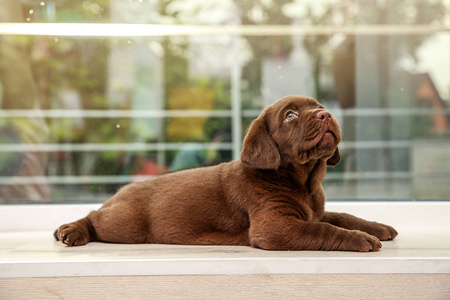 巧克力拉布拉多猎犬小狗在窗台上