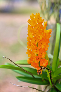 美丽的兰花花