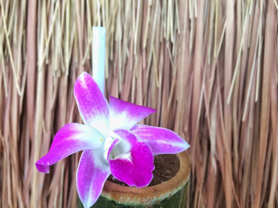 水缸紫兰花