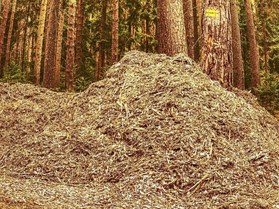 木屑和木屑可以用来制造生物燃料。成堆的木片