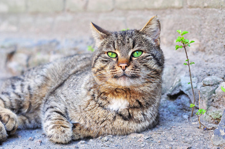 绿色的眼睛只灰色的猫躺在地上