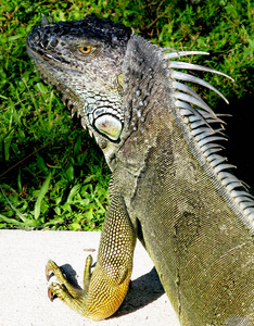 绿色, 棕色和黄色的佛罗里达鬣蜥侧面显示腿和爪子