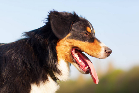 澳大利亚牧羊犬的侧面肖像